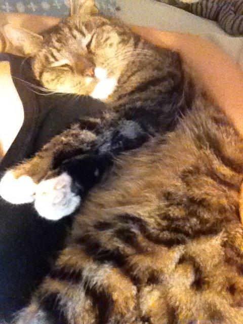 Huskat Viggo - Lige en lille lur xD billede 3