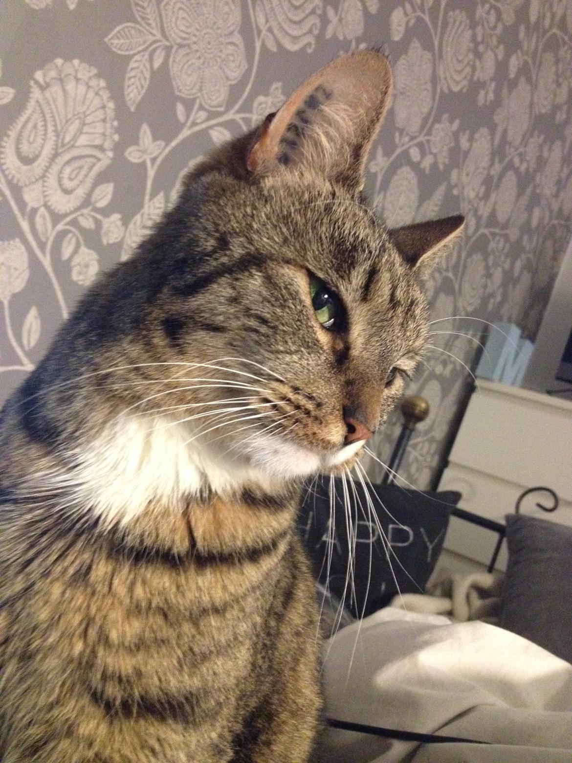 Huskat Viggo - Smukke kat billede 4