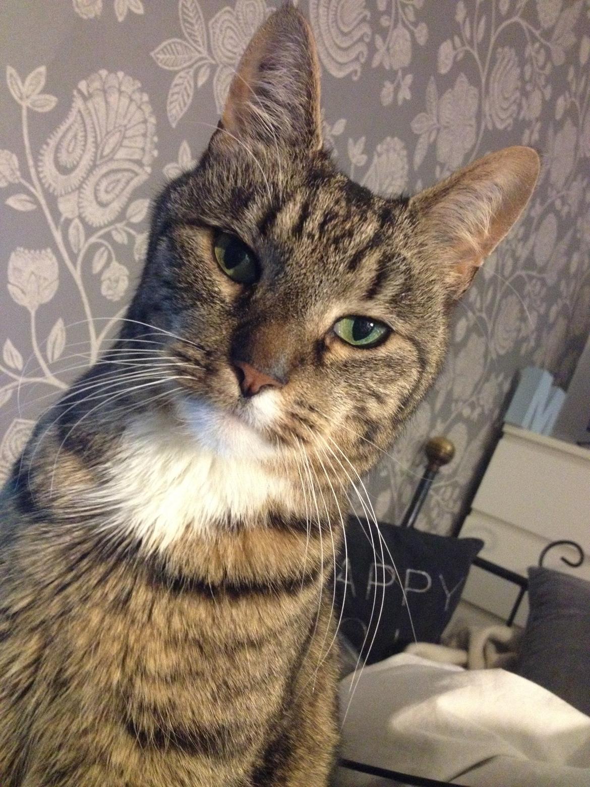 Huskat Viggo - Han er bar så fototgen xD billede 5