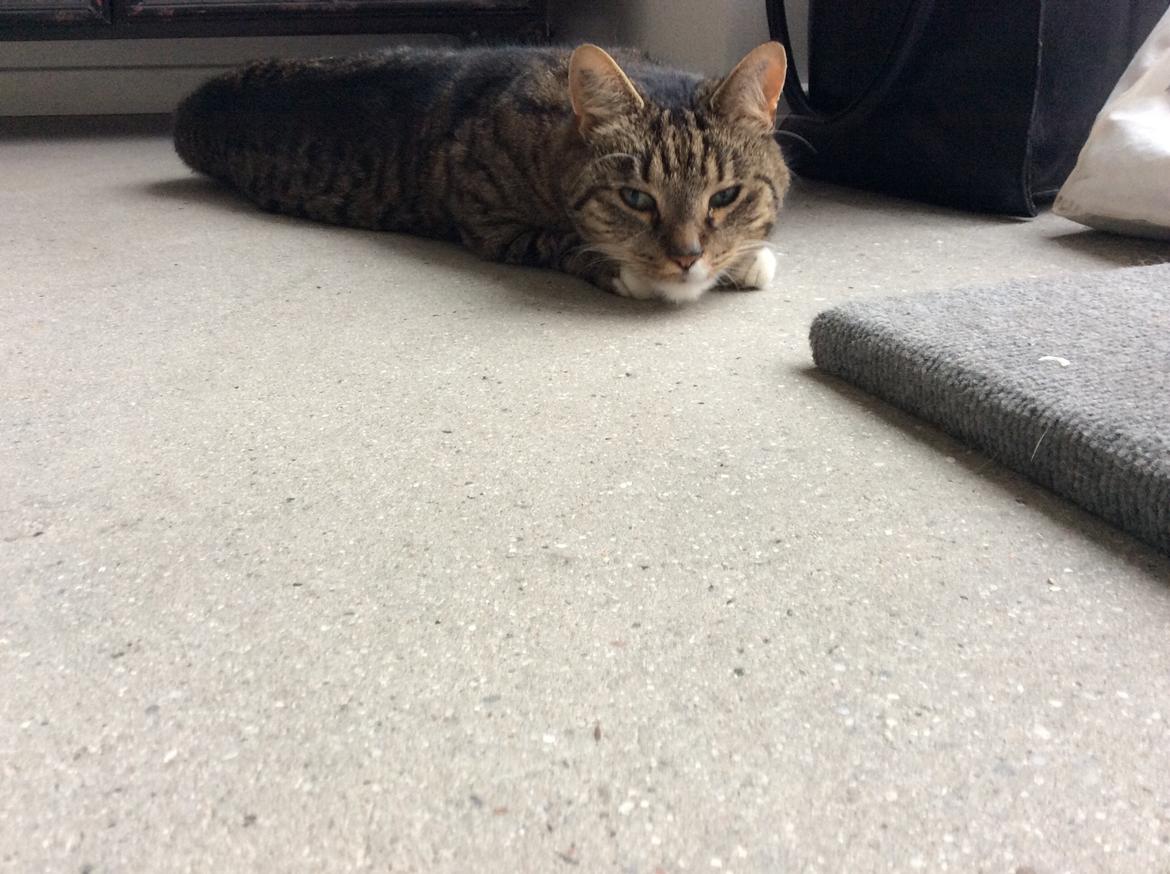 Huskat Viggo - lille flade mis xD billede 7