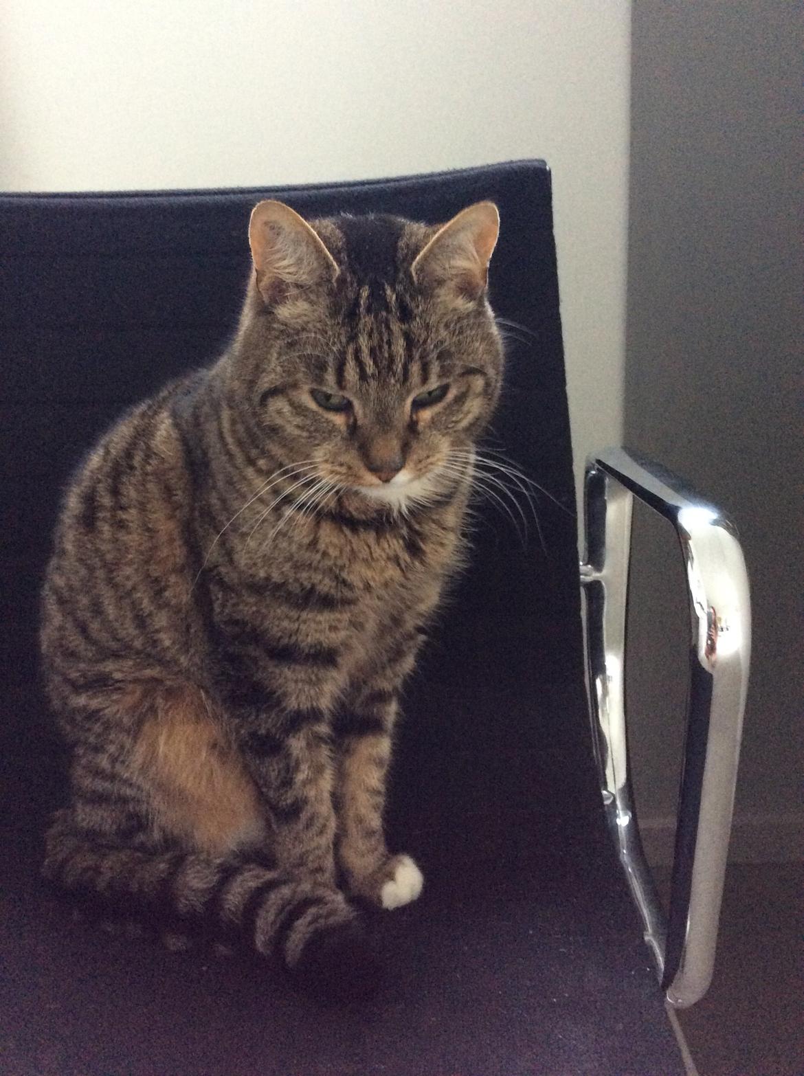 Huskat Viggo - et af ynglings stederne <3 billede 6