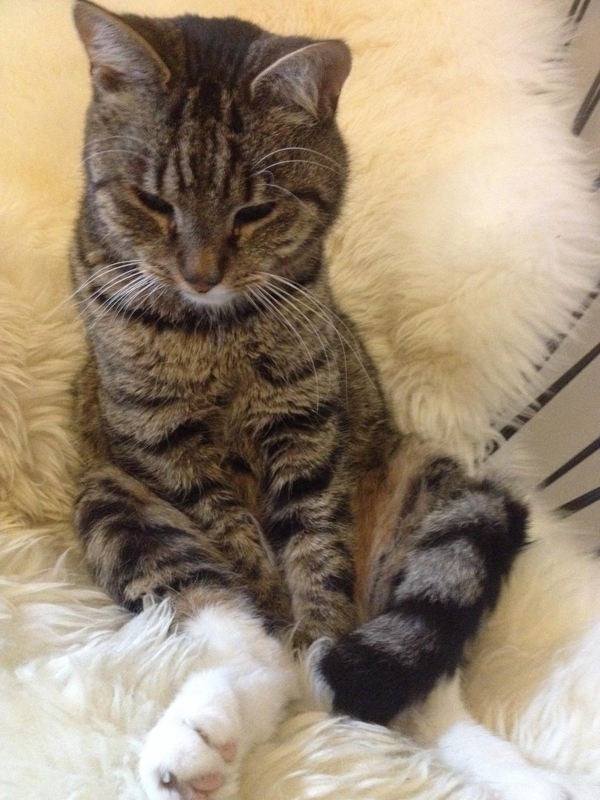 Huskat Viggo billede 8