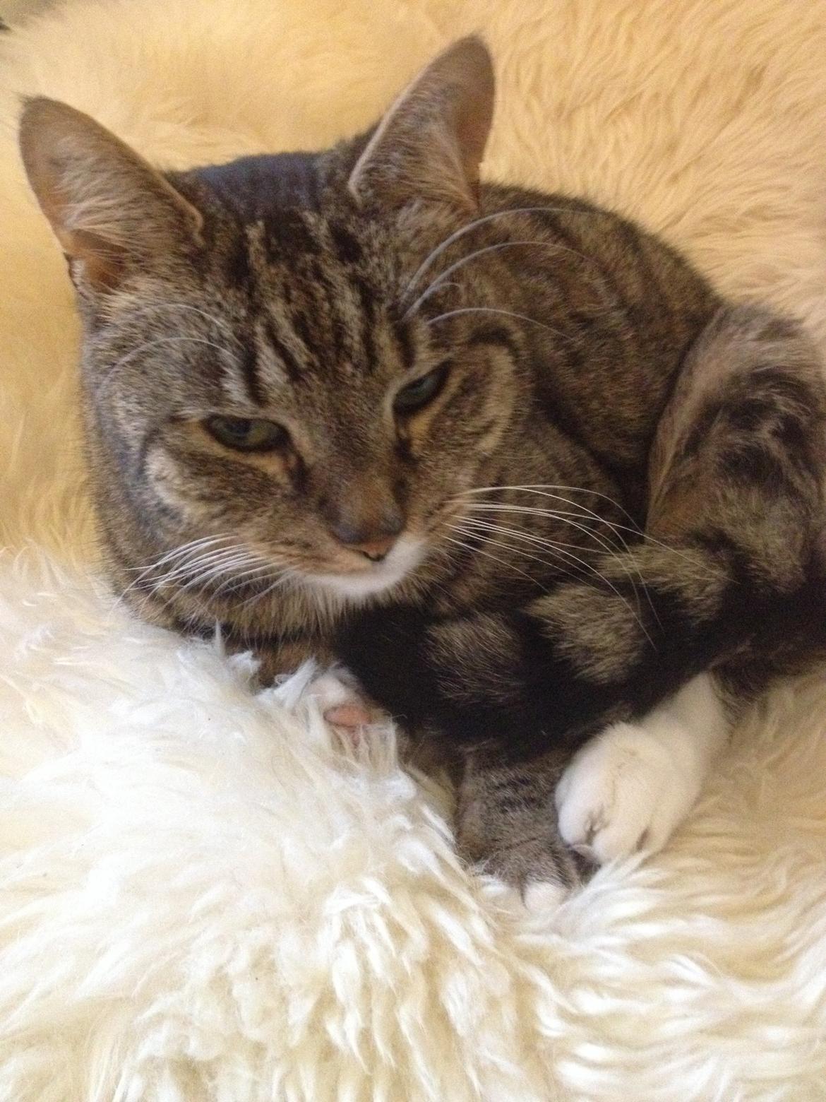 Huskat Viggo - ynglings stedet<3 billede 9