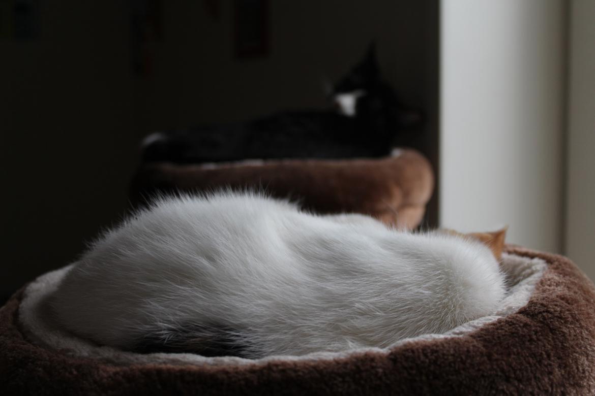 Huskat Rosie - taget af SKVCphoto ( mig)  billede 12