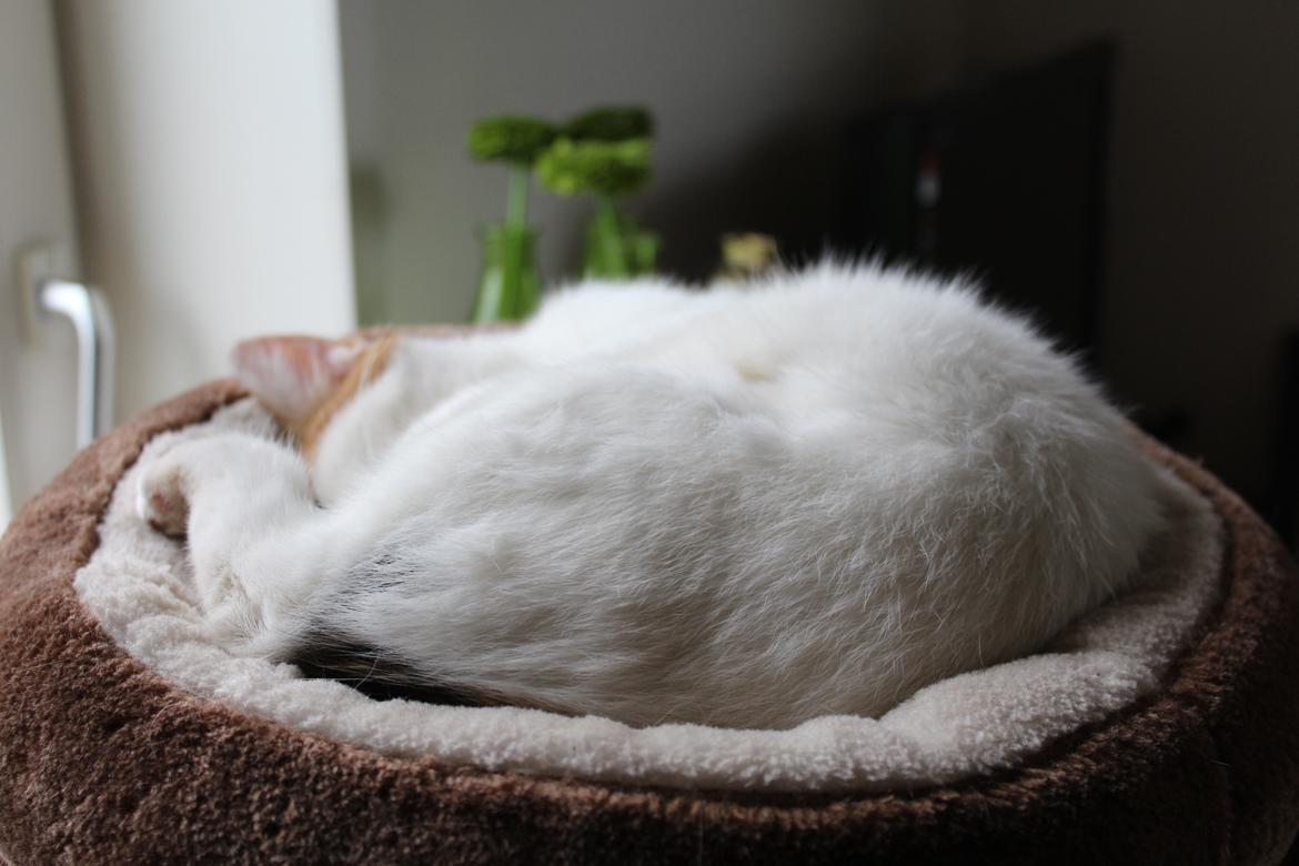 Huskat Rosie - taget af SKVCphoto ( mig)  billede 10