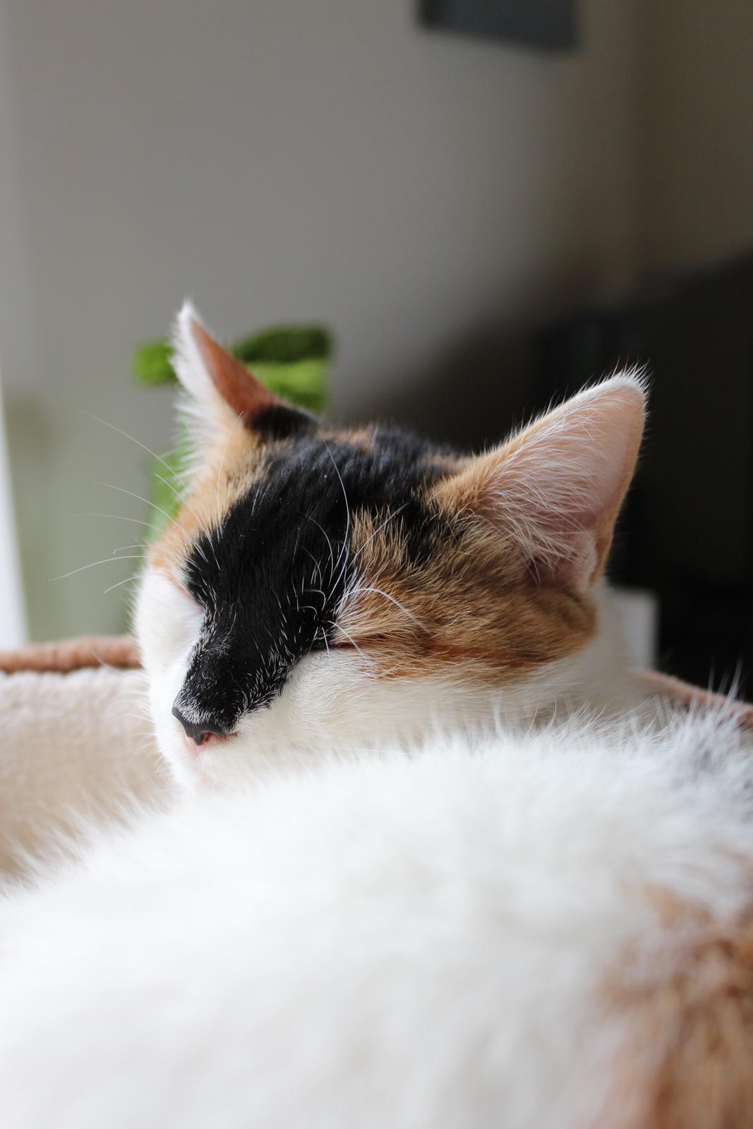 Huskat Rosie - taget af SKVCphoto ( mig)  billede 11