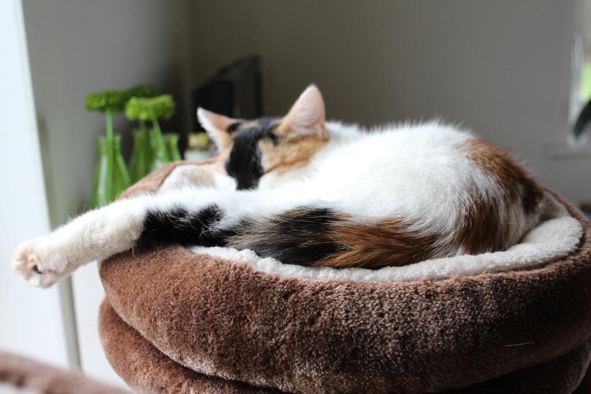 Huskat Rosie - taget af SKVCphoto ( mig)  billede 9