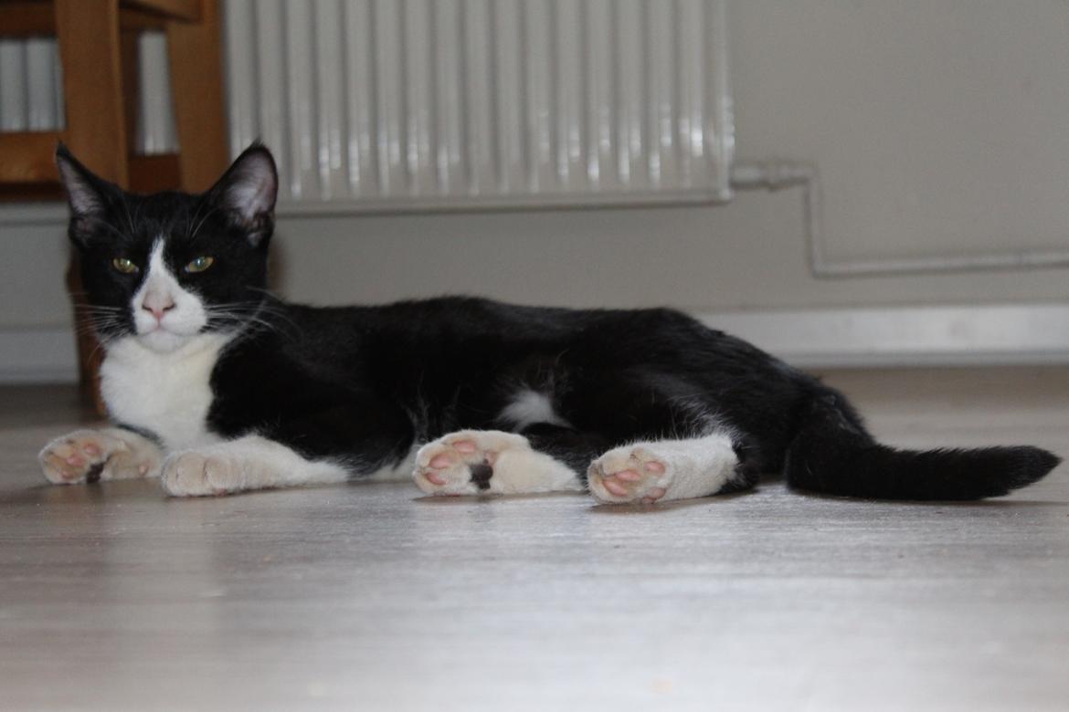 Huskat Shadow - taget af SKVCphoto ( mig)  billede 11