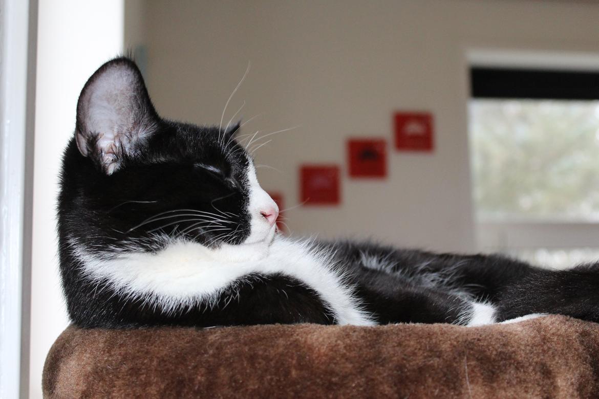 Huskat Shadow - taget af SKVCphoto ( mig)  billede 9