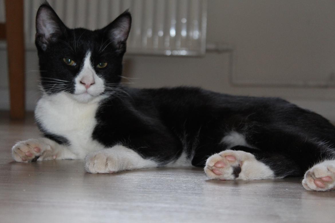 Huskat Shadow - taget af SKVCphoto ( mig)  billede 10