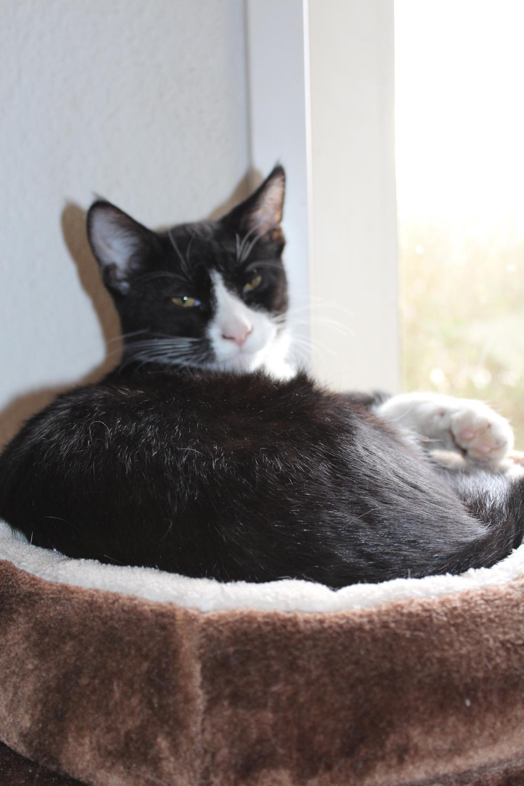 Huskat Shadow - taget af SKVCphoto ( mig)  billede 12