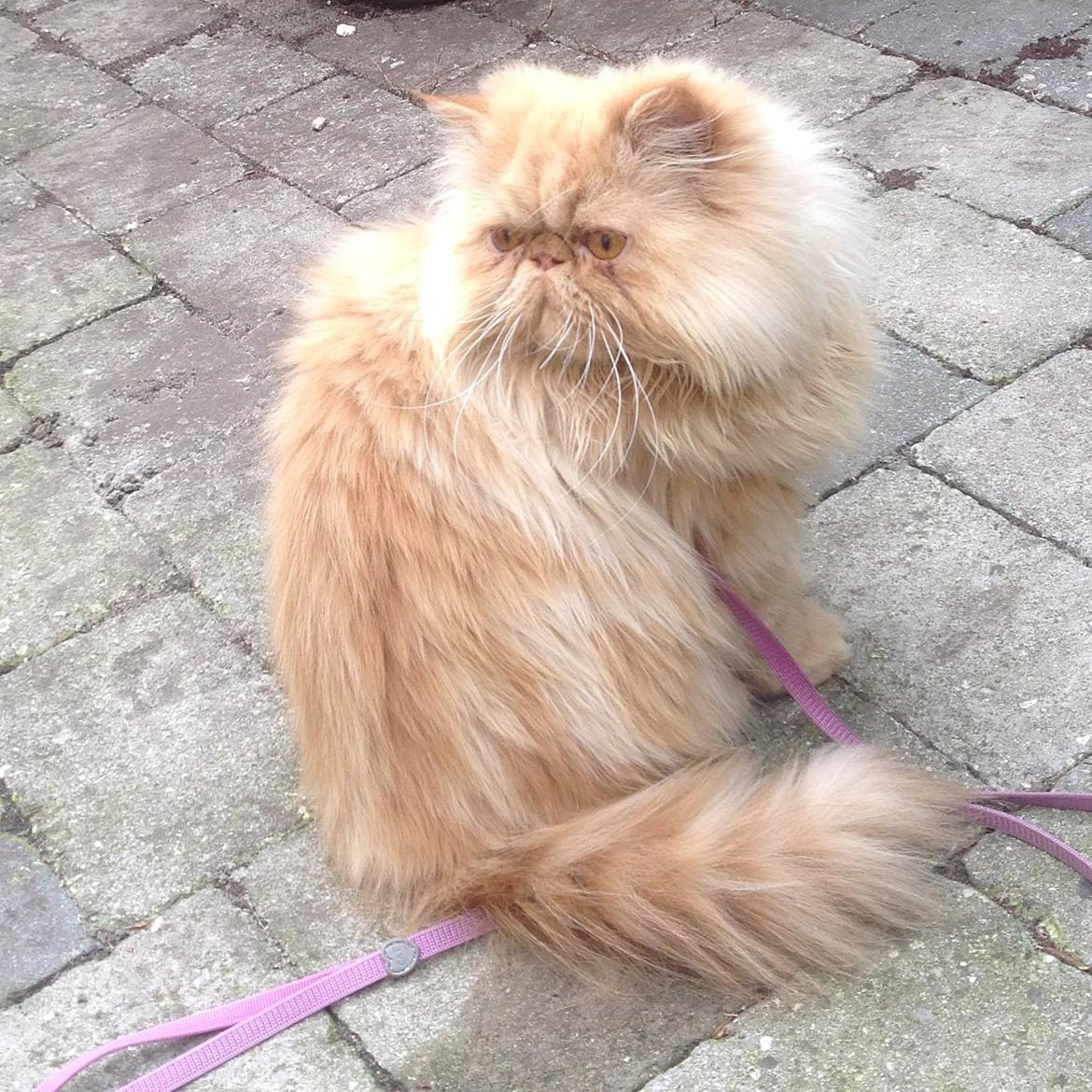 Perser Tammy  billede 1