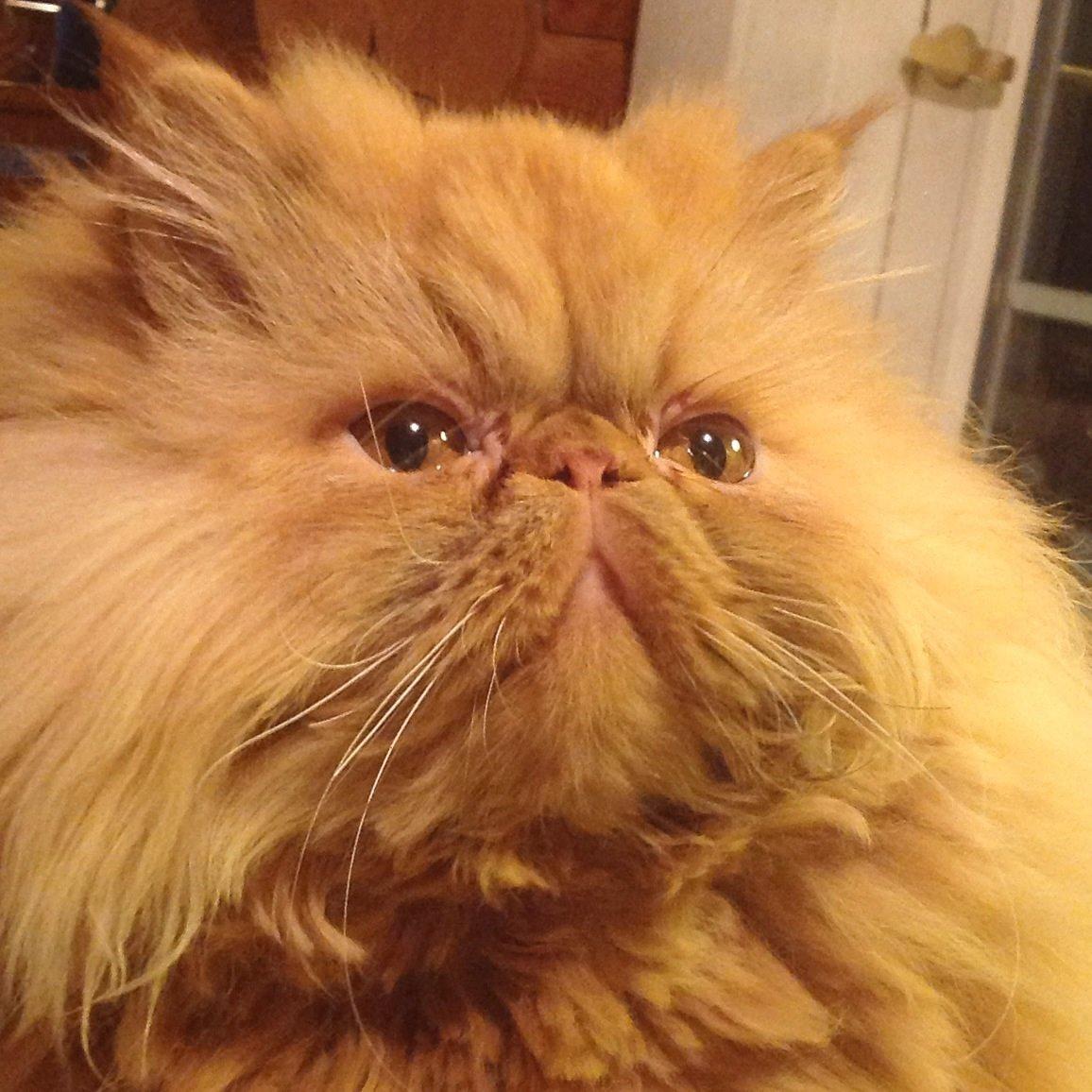 Perser Tammy  billede 3