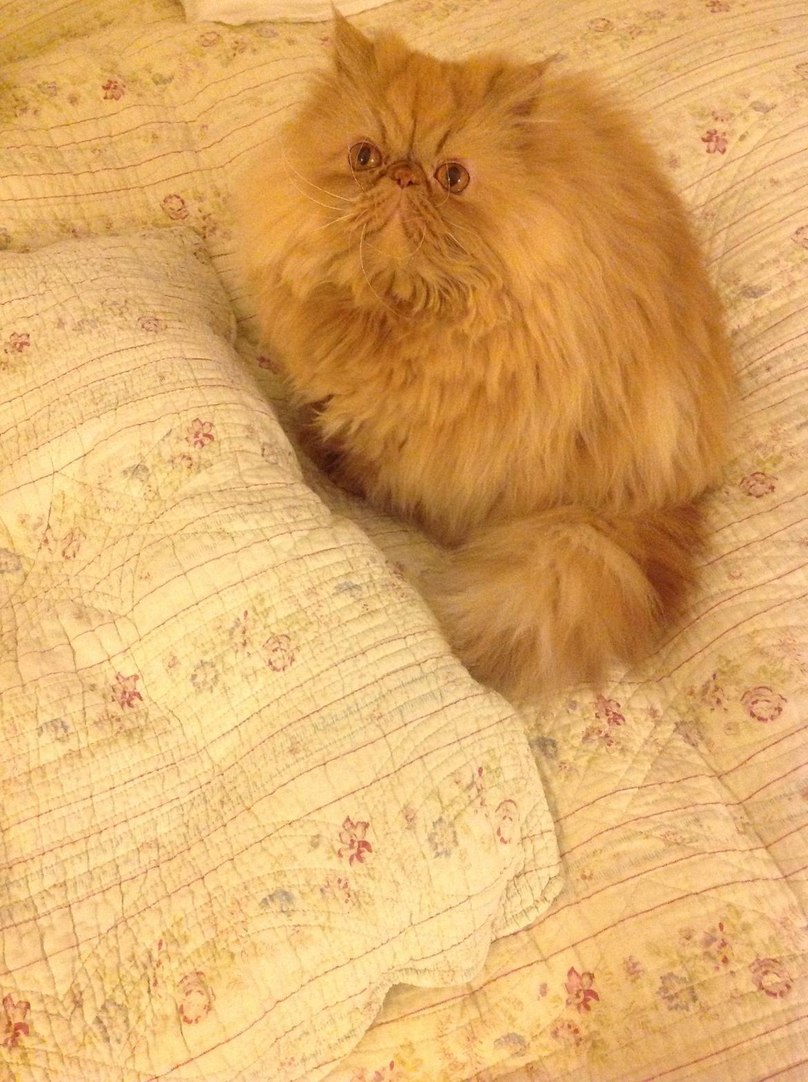 Perser Tammy  billede 4