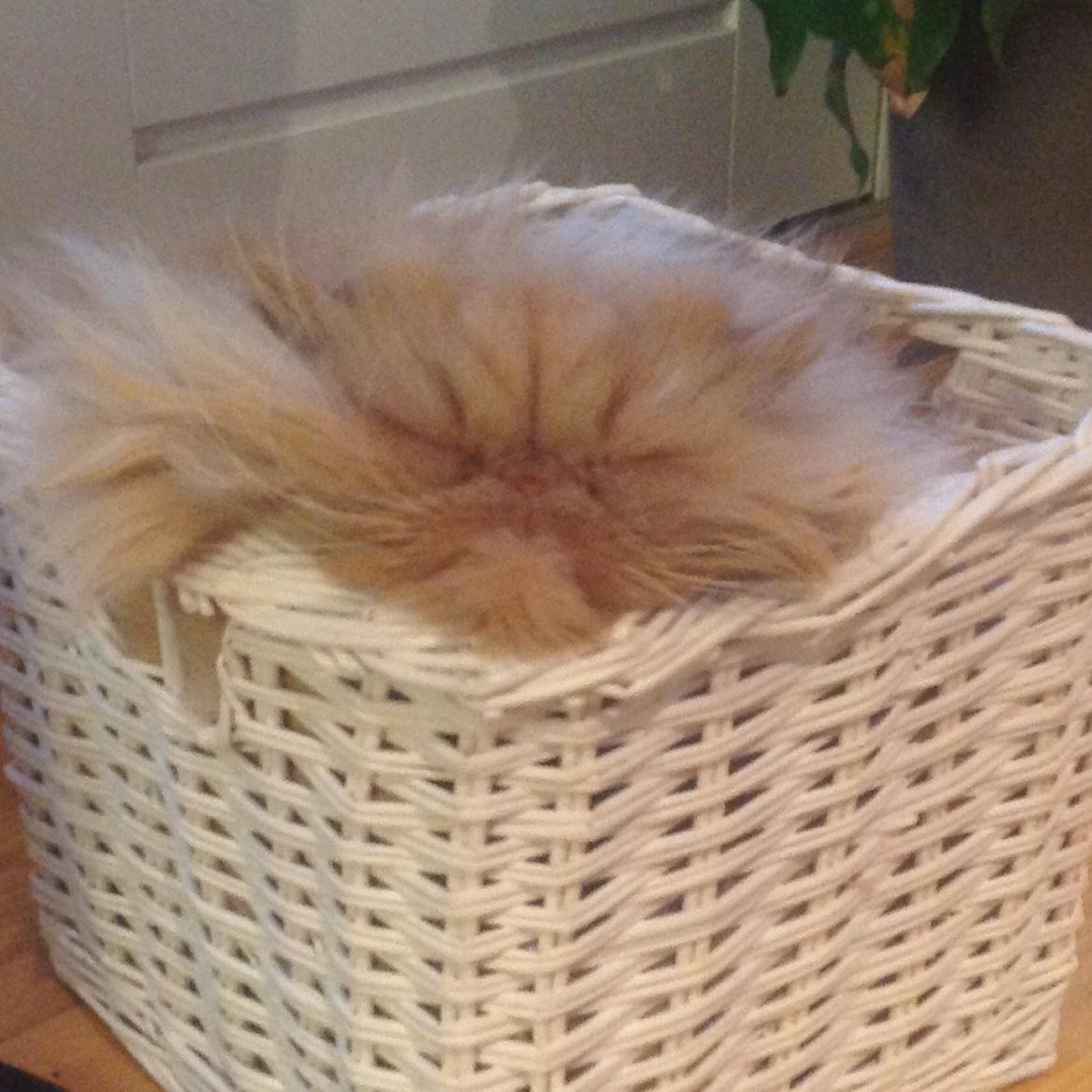 Perser Tammy  billede 2