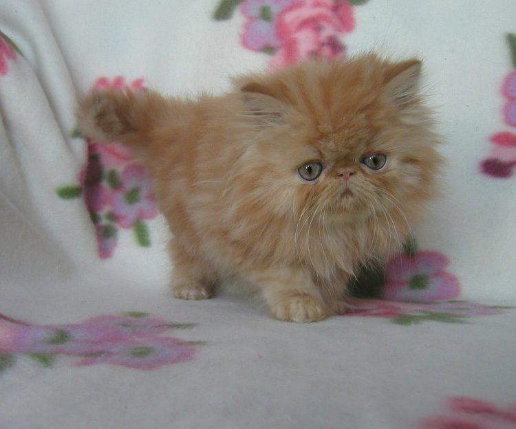 Perser Tammy  billede 5