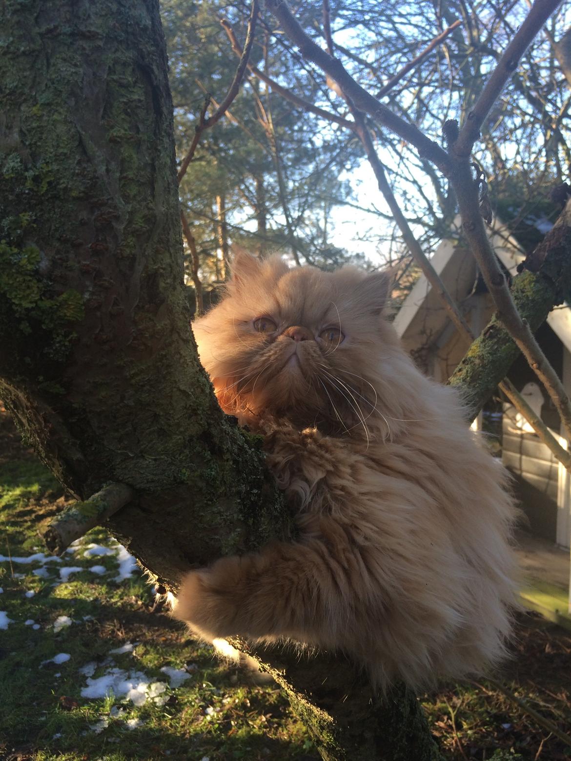 Perser Tammy  billede 6