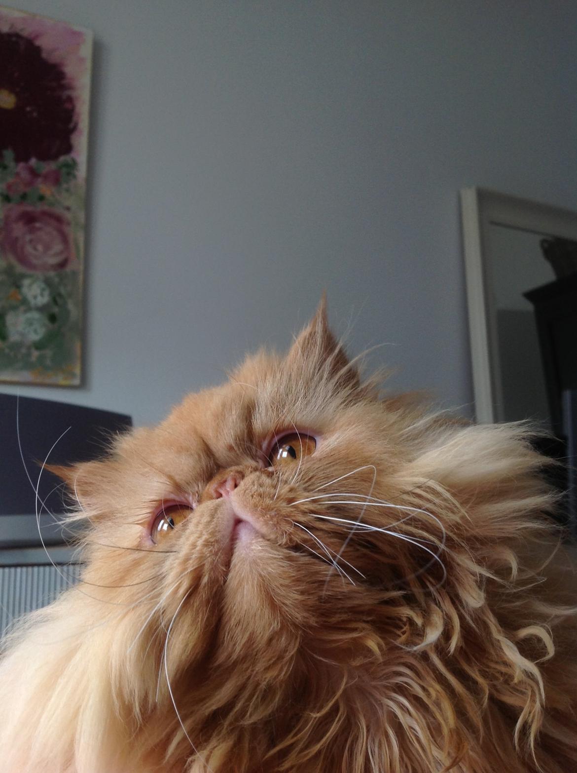 Perser Tammy  billede 8