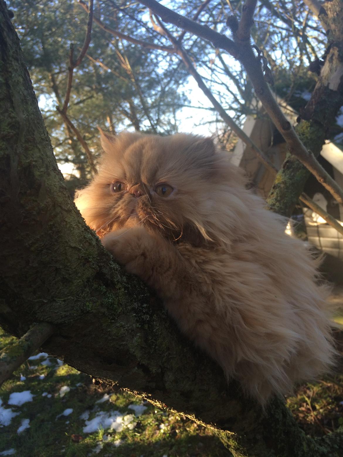 Perser Tammy  billede 7