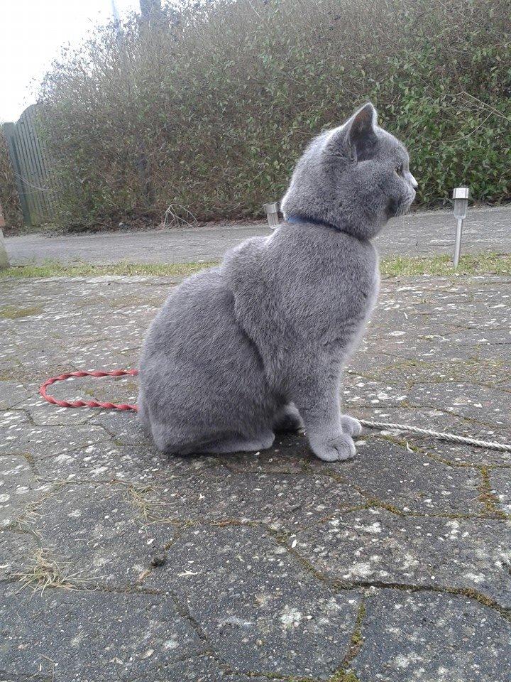 British Shorthair Toby (Voyager) billede 3