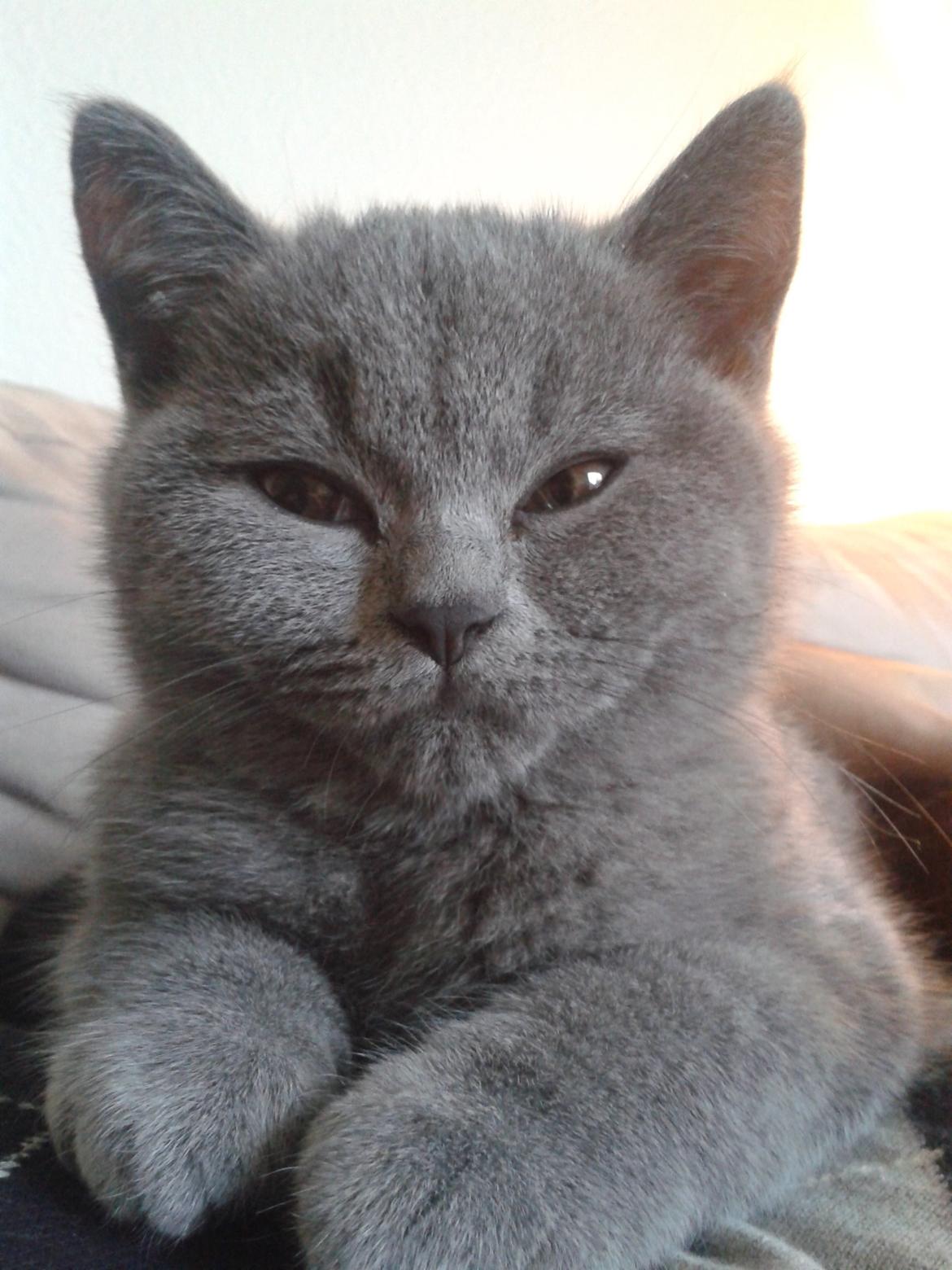 British Shorthair Toby (Voyager) billede 4