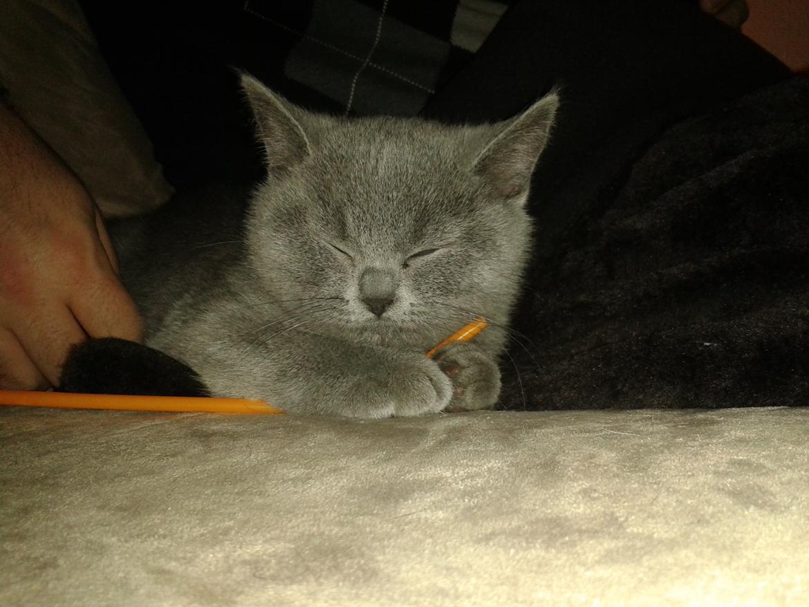 British Shorthair Toby (Voyager) billede 5