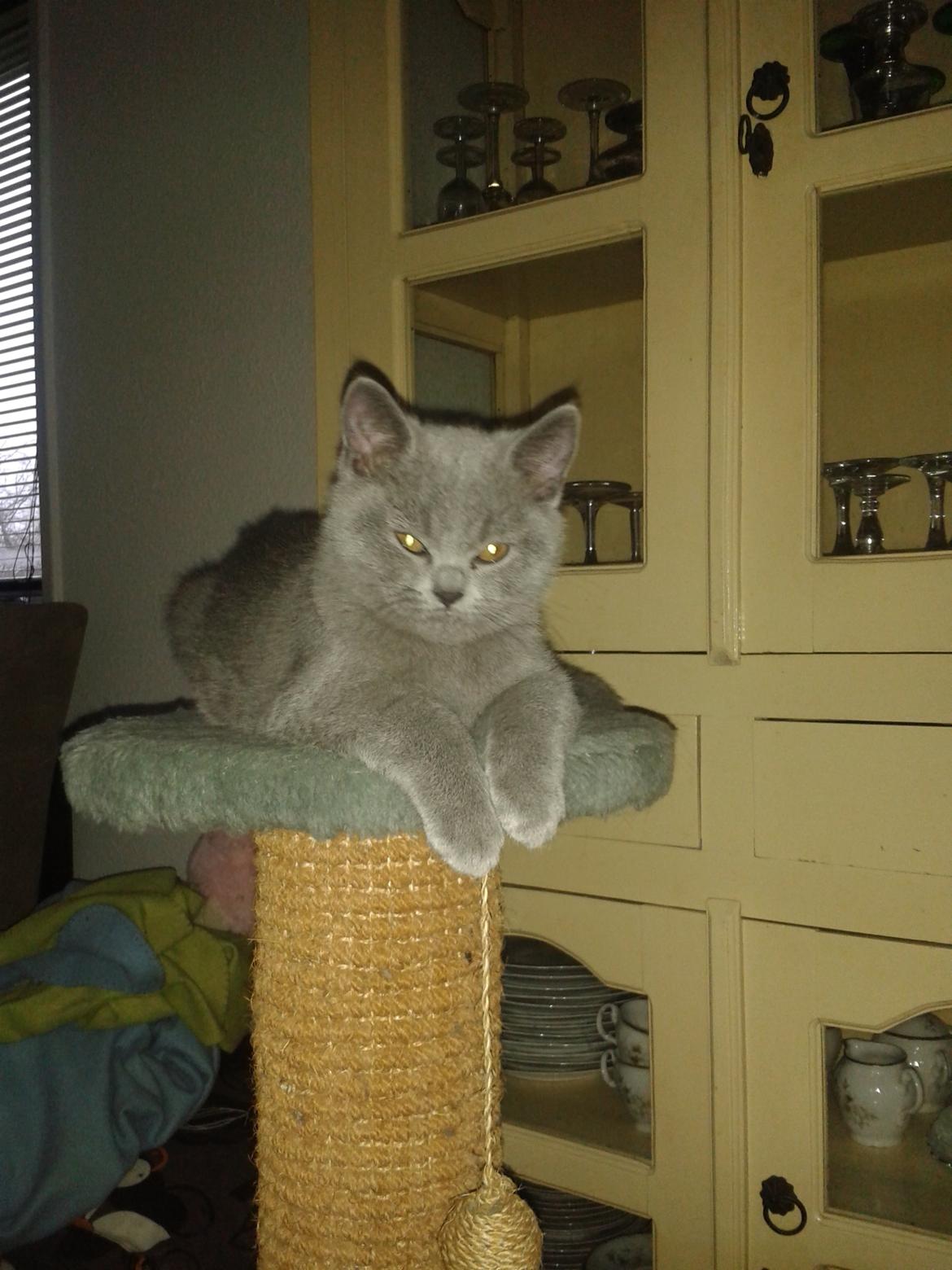 British Shorthair Toby (Voyager) billede 6