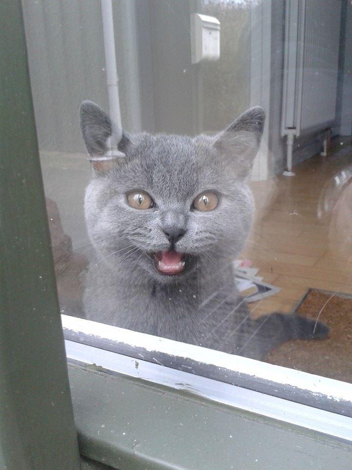 British Shorthair Toby (Voyager) billede 2