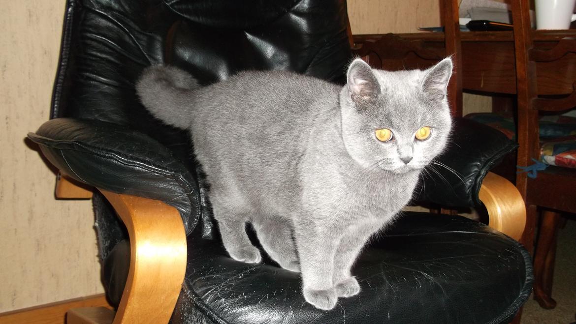 British Shorthair Toby (Voyager) - Dette er Toby's søster Phoenix, der bor på Sjælland. billede 7