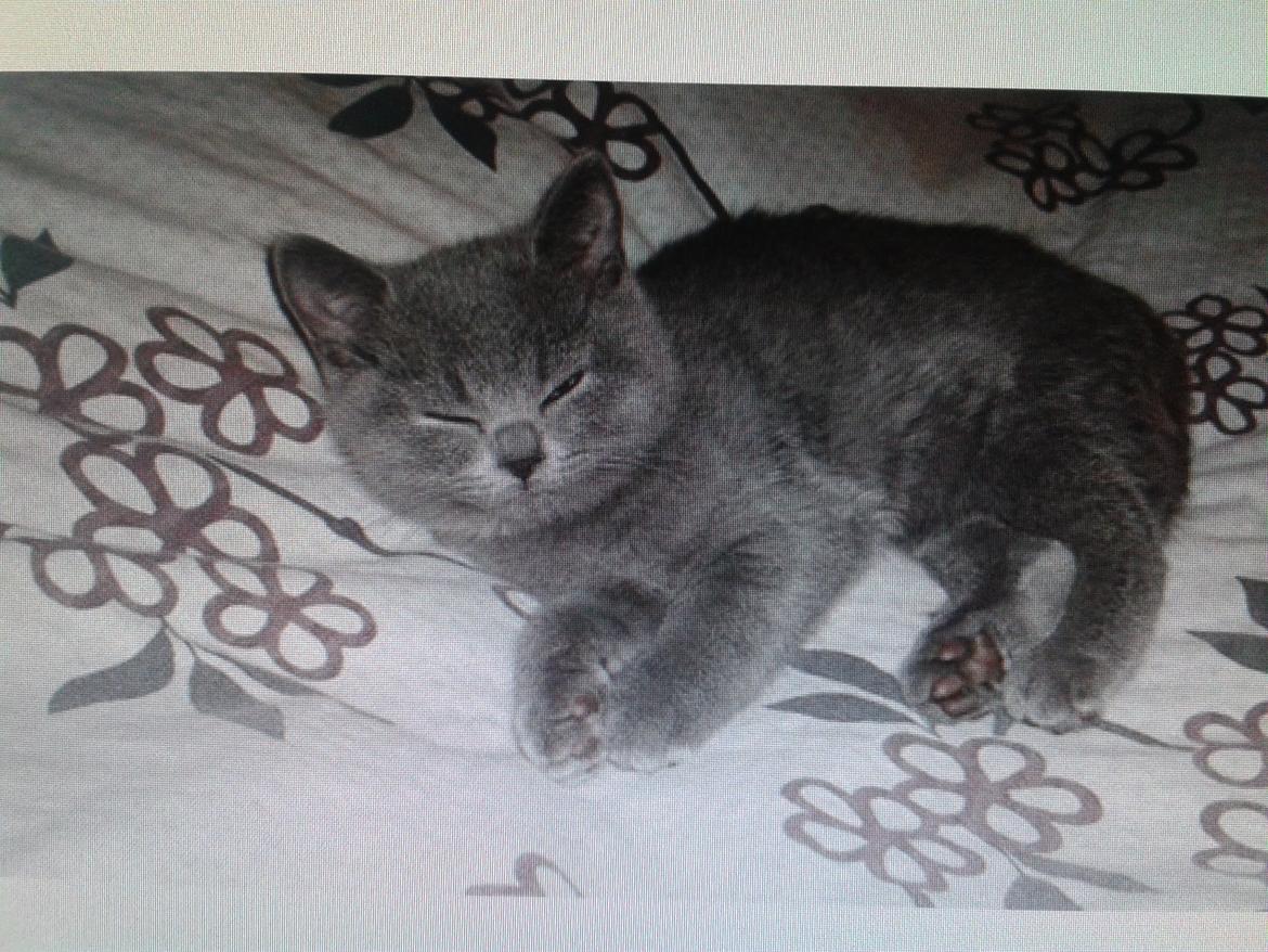 British Shorthair Toby (Voyager) billede 8