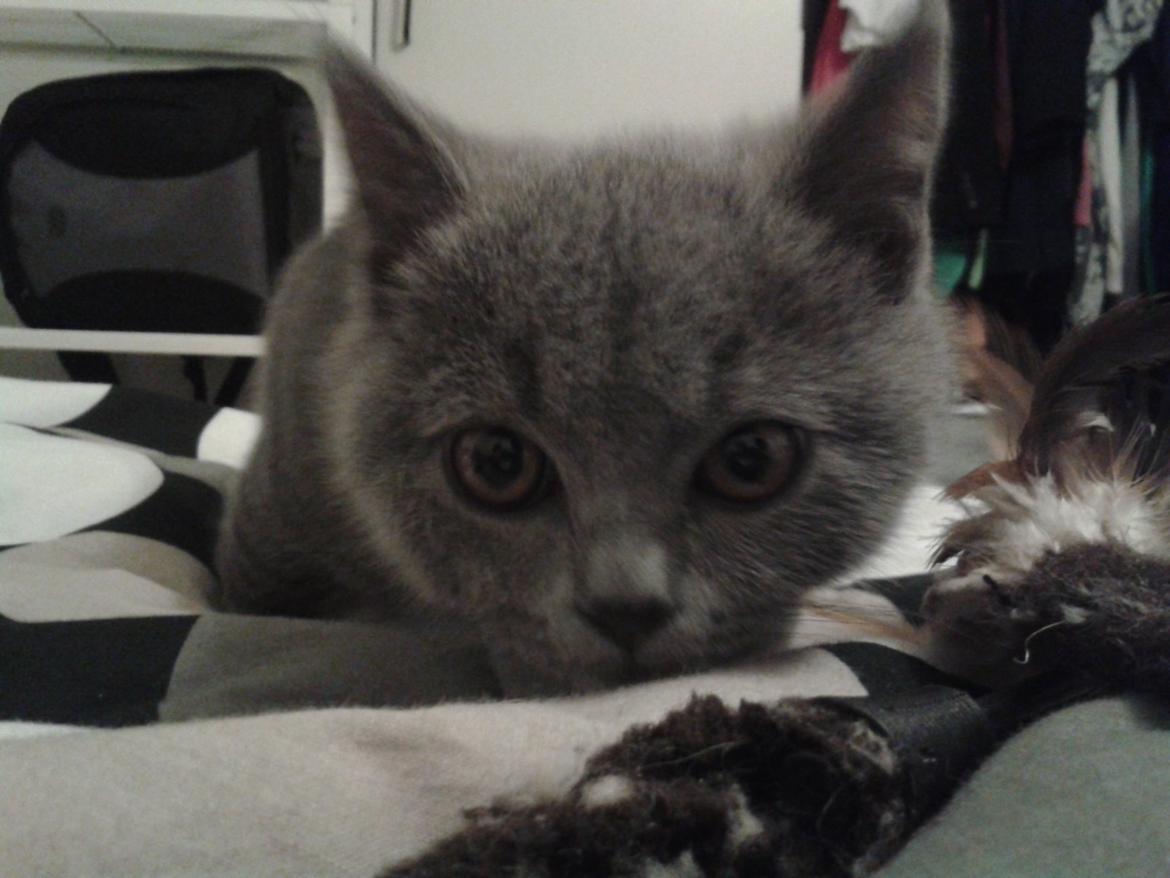 British Shorthair Toby (Voyager) billede 10