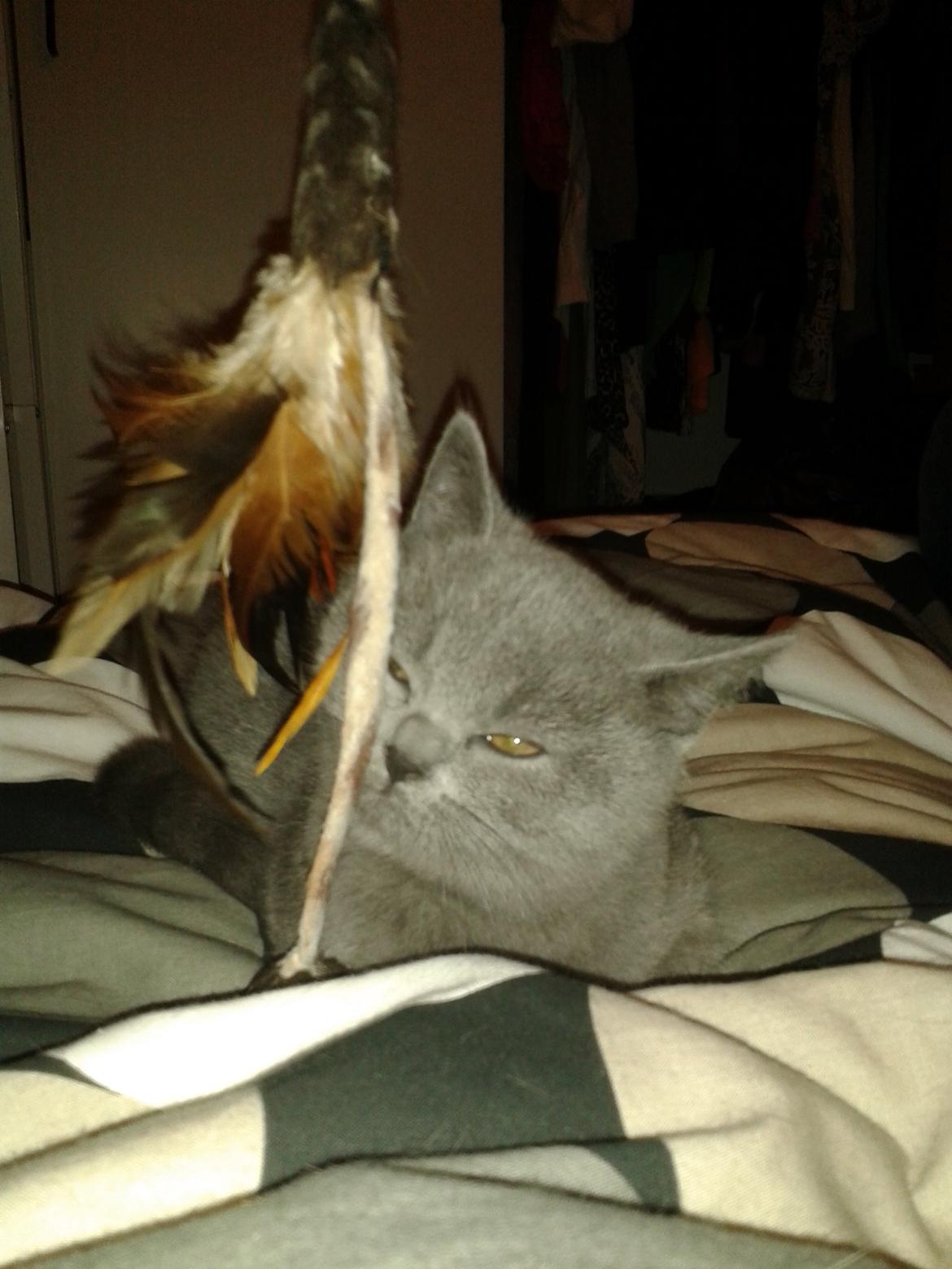 British Shorthair Toby (Voyager) billede 11