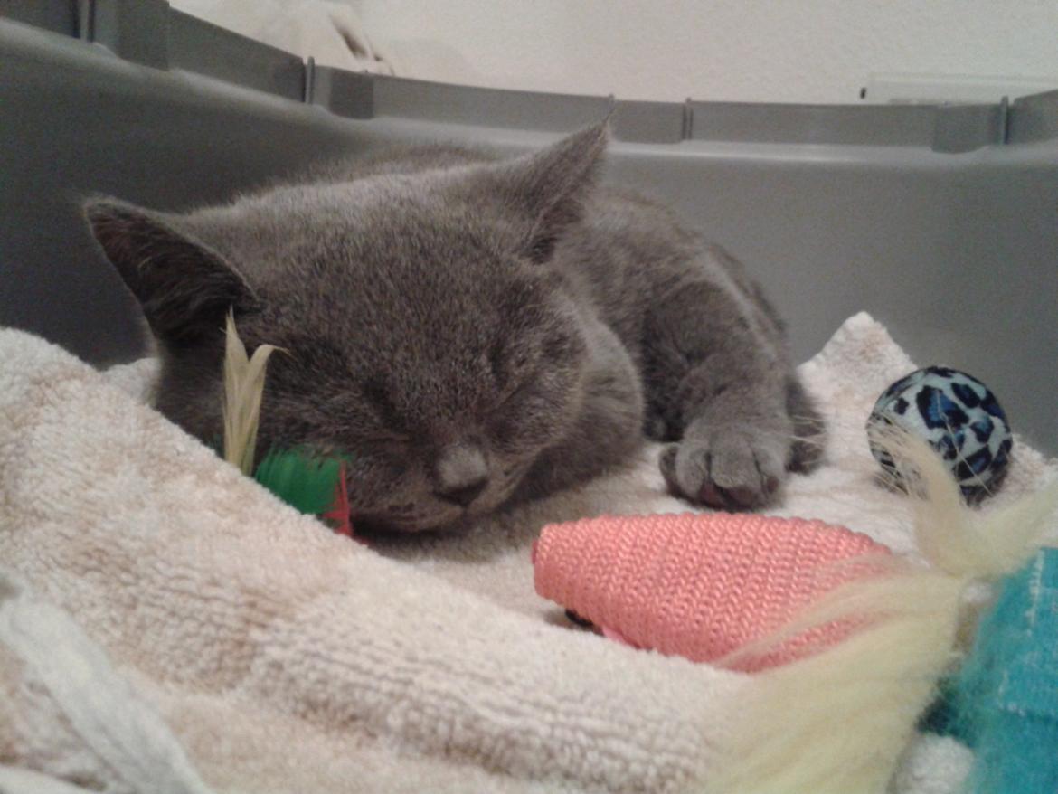 British Shorthair Toby (Voyager) billede 12