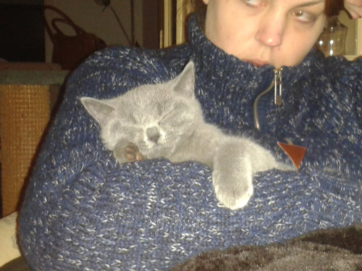 British Shorthair Toby (Voyager) billede 13