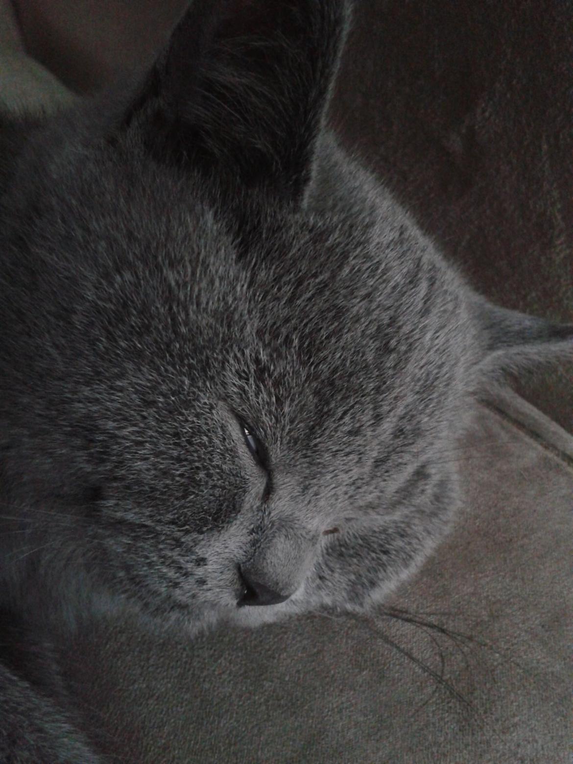 British Shorthair Toby (Voyager) billede 14