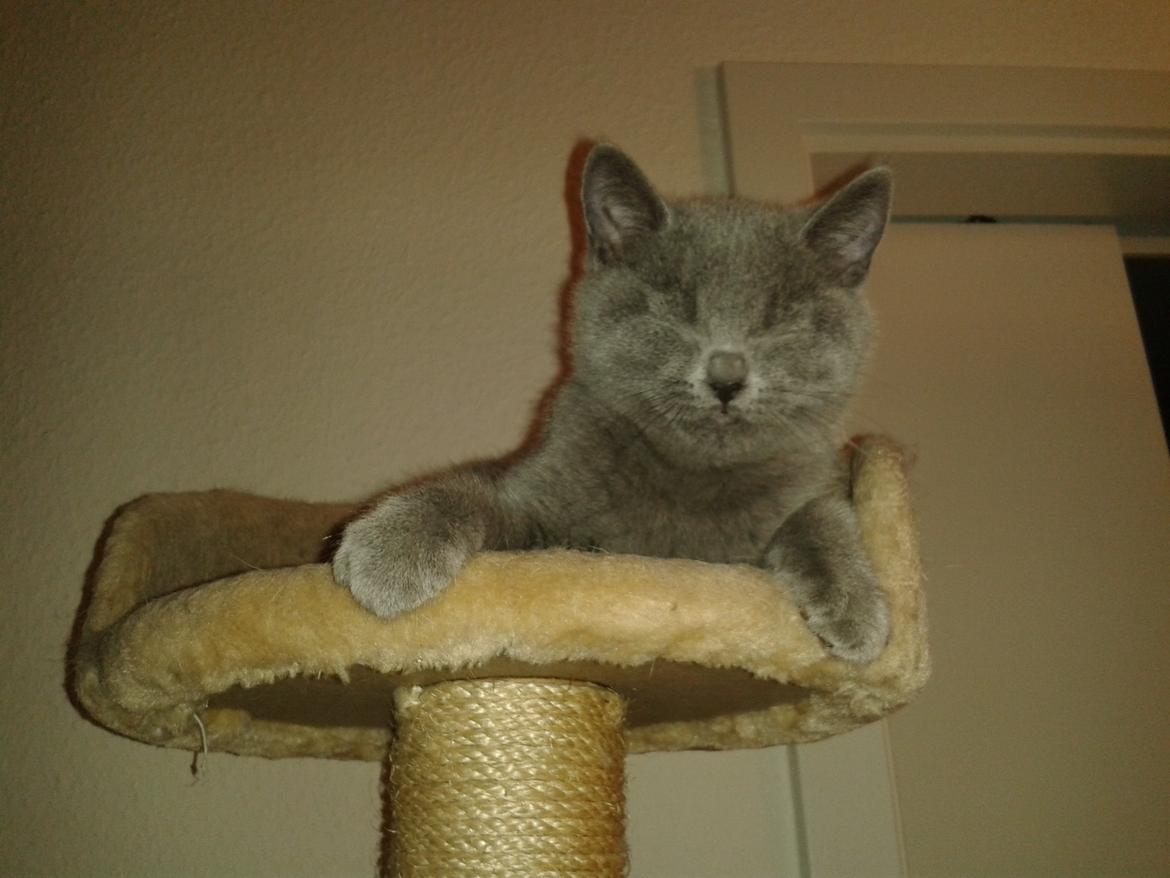 British Shorthair Toby (Voyager) billede 15