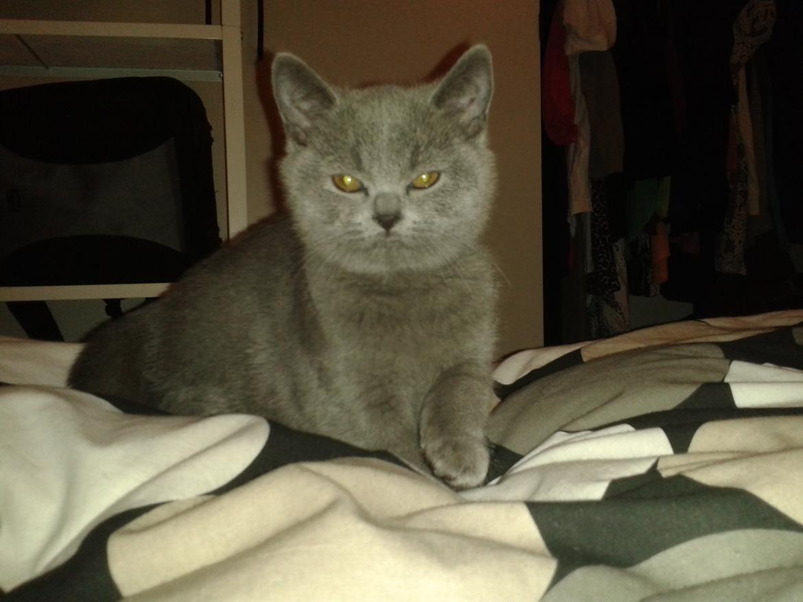 British Shorthair Toby (Voyager) billede 9