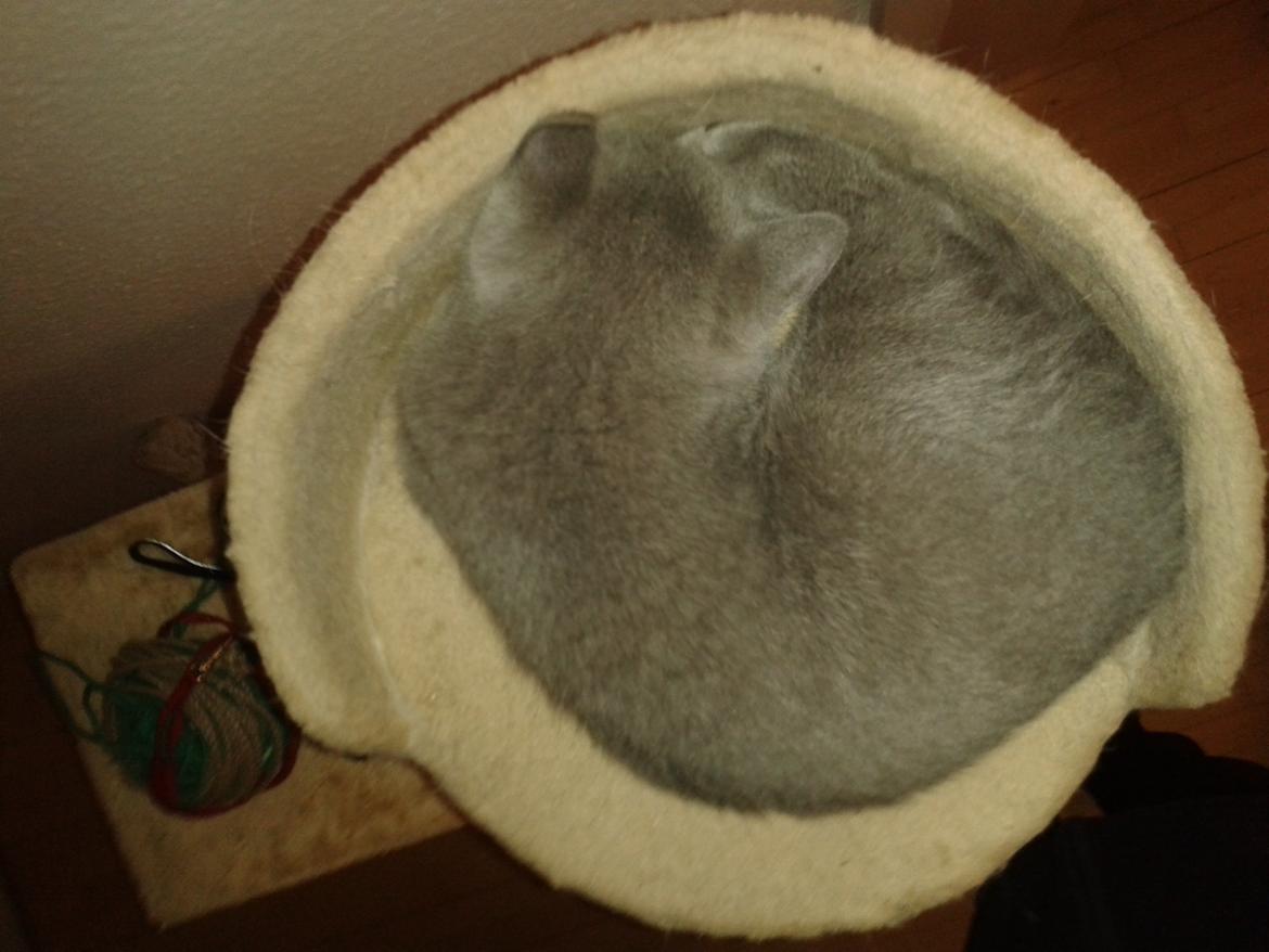 British Shorthair Toby (Voyager) billede 17