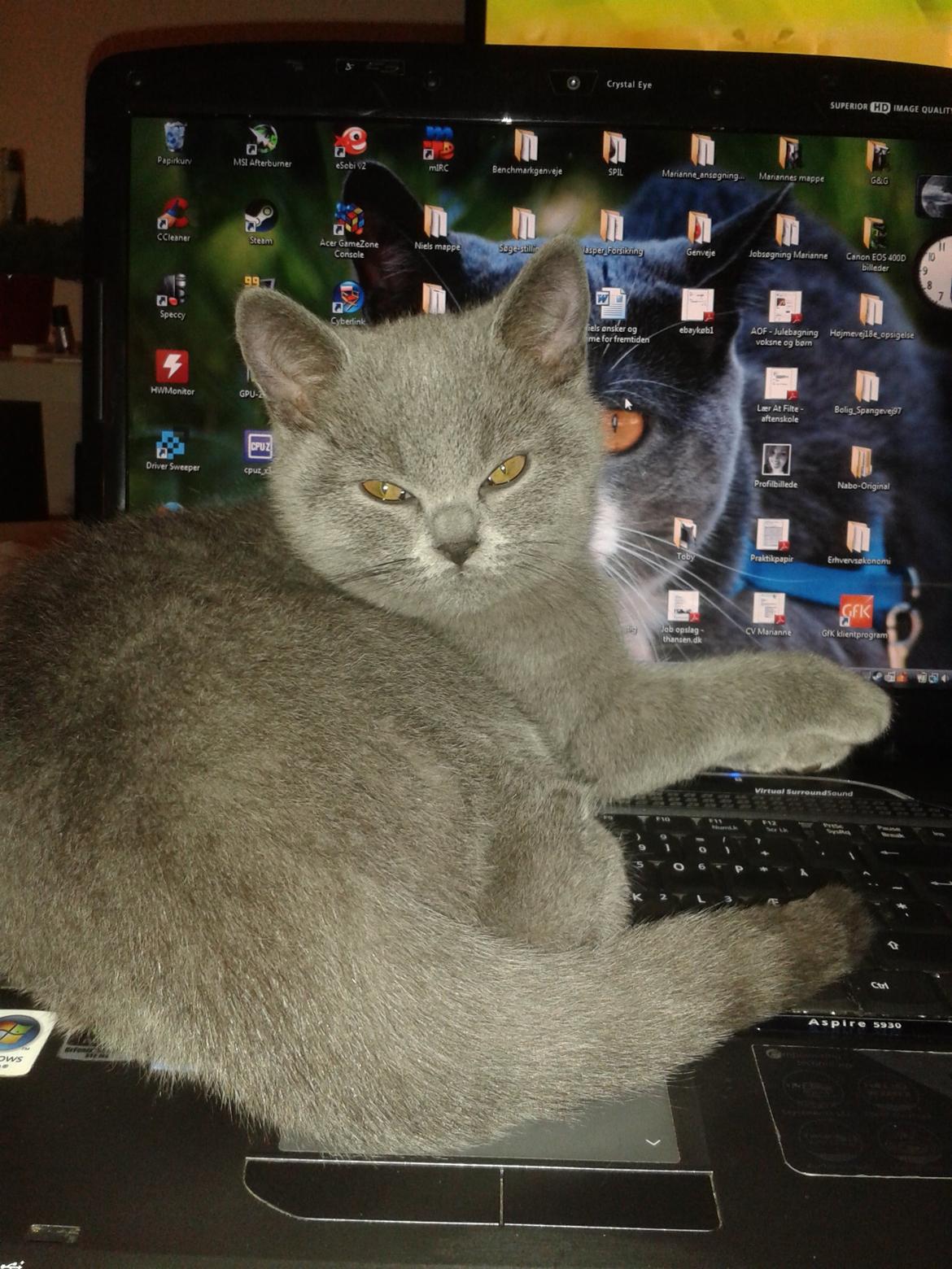 British Shorthair Toby (Voyager) billede 18