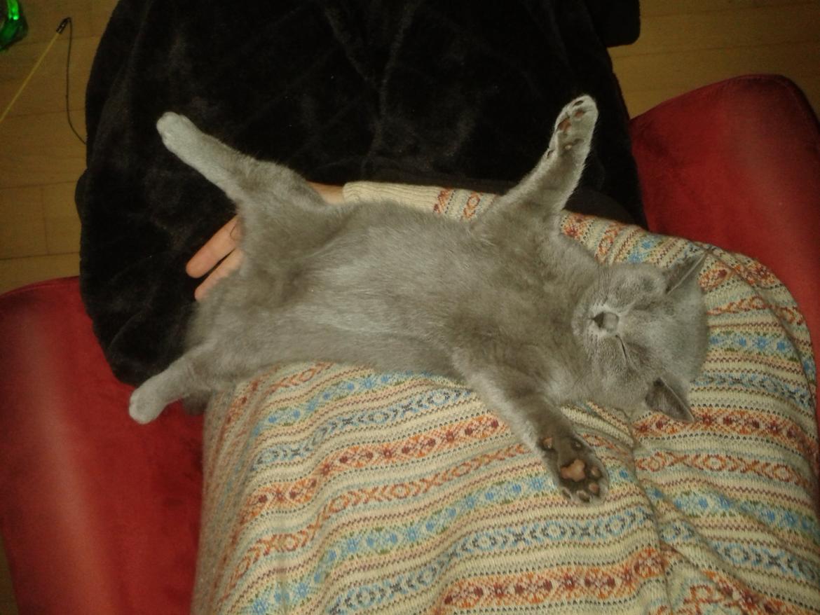 British Shorthair Toby (Voyager) billede 19