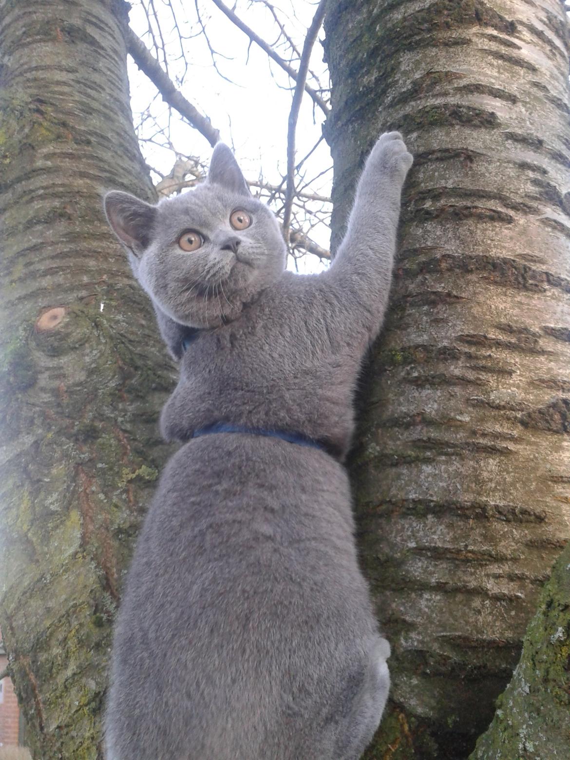 British Shorthair Toby (Voyager) billede 20