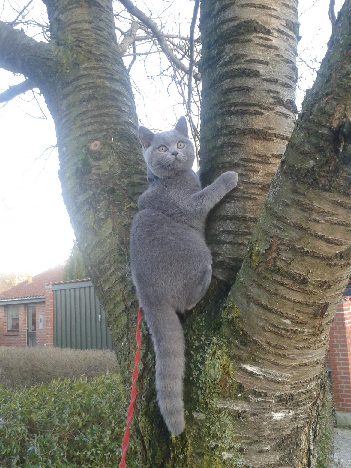 British Shorthair Toby (Voyager) billede 21