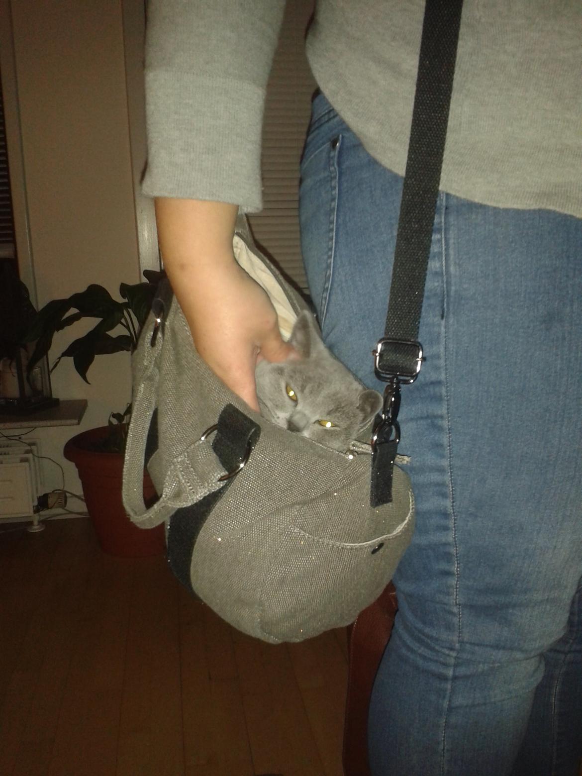 British Shorthair Toby (Voyager) billede 22