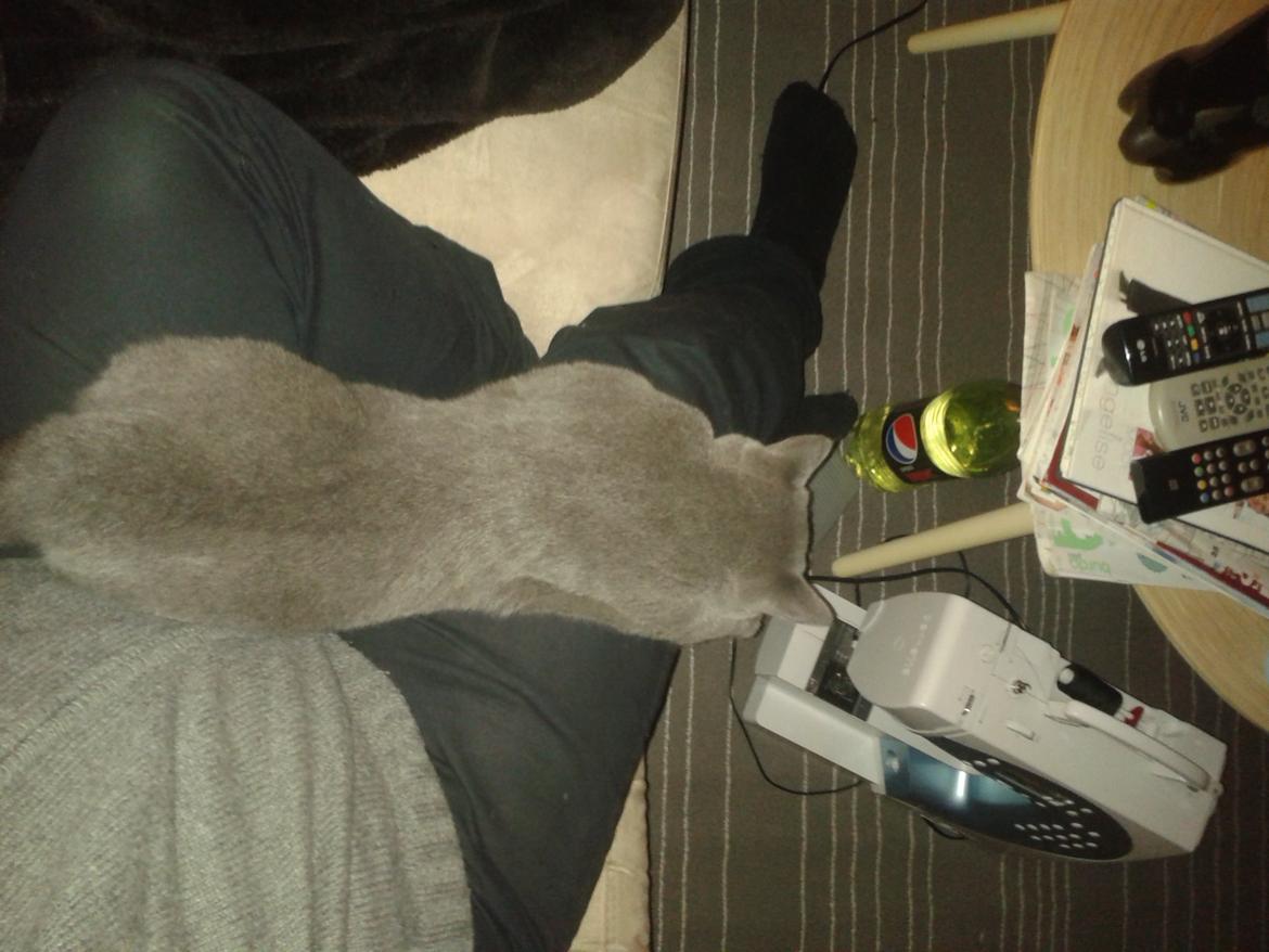 British Shorthair Toby (Voyager) billede 23