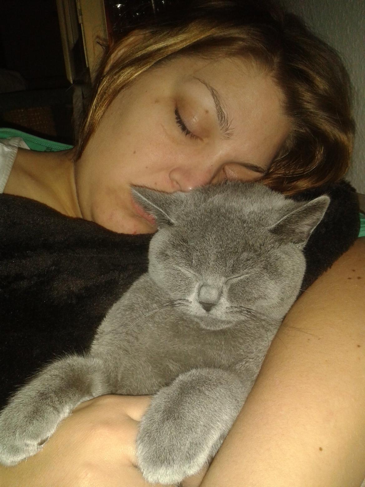 British Shorthair Toby (Voyager) billede 24