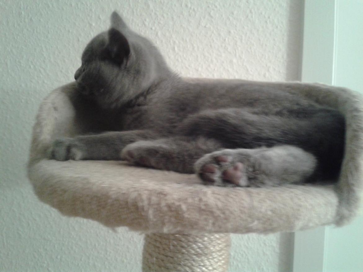 British Shorthair Toby (Voyager) billede 16