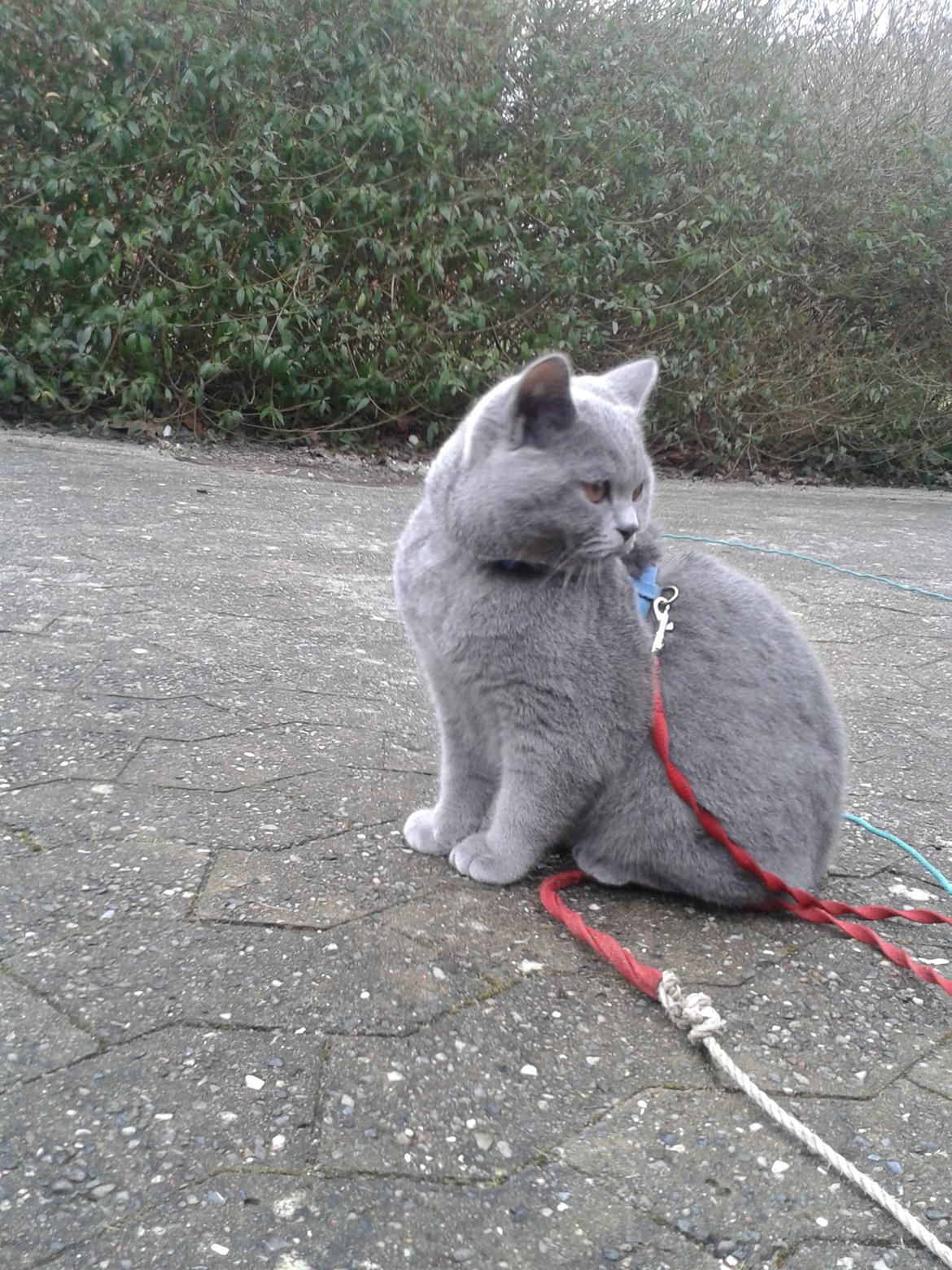 British Shorthair Toby (Voyager) billede 26