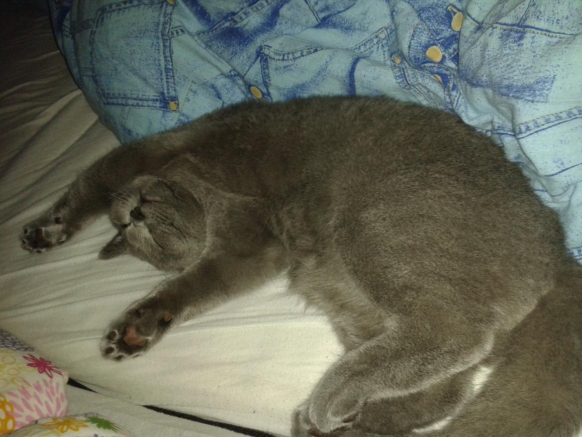 British Shorthair Toby (Voyager) billede 27