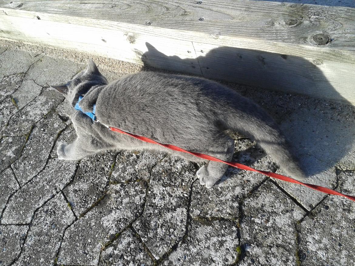 British Shorthair Toby (Voyager) billede 28