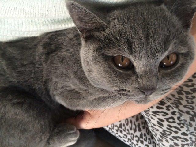 British Shorthair Toby (Voyager) billede 29